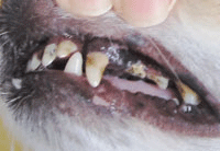 口臭,歯石,歯垢,犬,猫,ペット